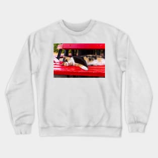 Calico cat sleeping on the red bench Crewneck Sweatshirt